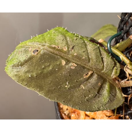 Solanum sp. from Iquitos Peru [tanakay]
