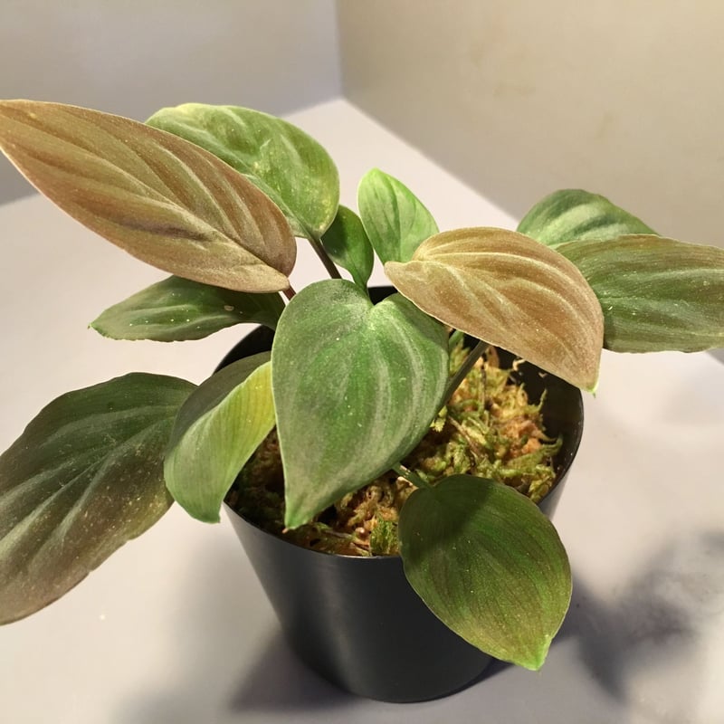 Homalomena sp. from Kapuas hulu | M・R・G・R