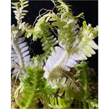 Selaginella sp. バリエガータ from "Nanga pinoh" [TB]