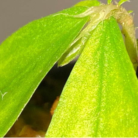 Elatostema sp. from Nopphitam [TK260915]