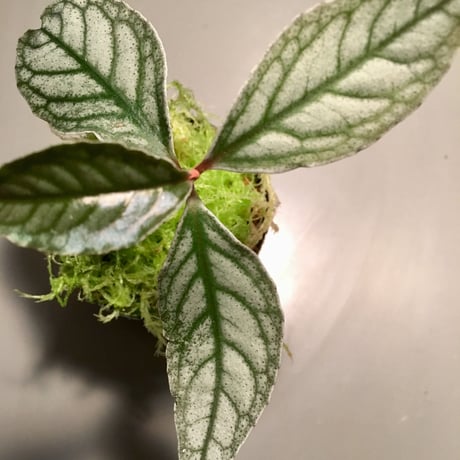 Ardisia sp. from Ache Sumatera [ L A]