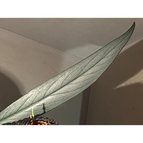 Schismatoglottis sp. "Narrow" from Kpg Lui Muda [AZ0412-3]