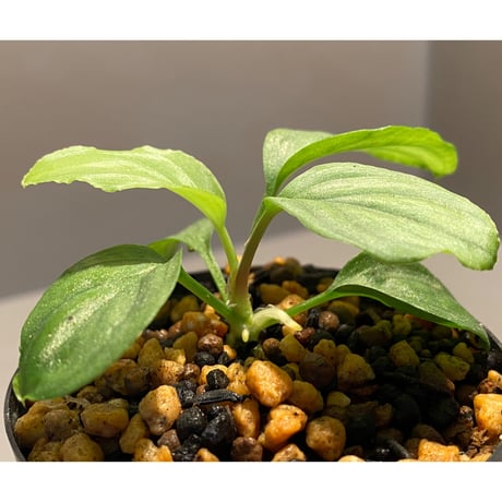 Homalomena sp. "Emerald Silver" from Kepulauan Riau [KN]