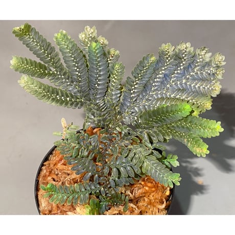 Selaginella picta
