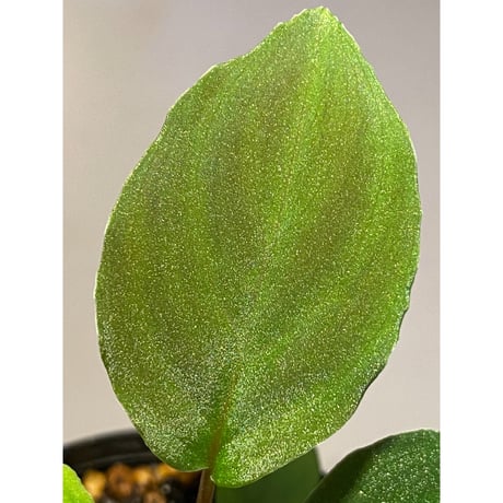 Homalomena sp. from Selangor