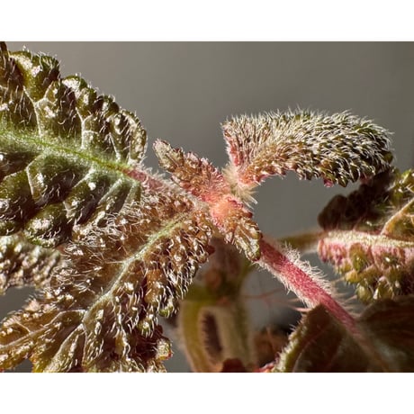 Nautilocalyx sp. 伊藤蟻植物農園