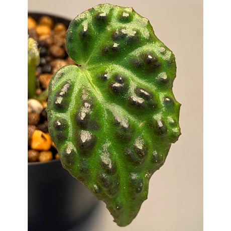 Begonia dracopelta from Borneo