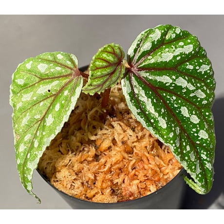 Begonia sp. from Sarikei [R1214-03a]