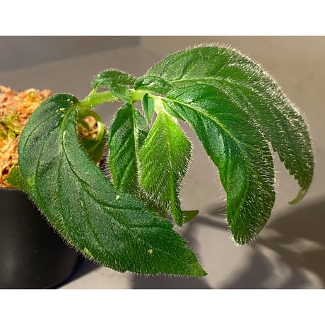 Columnea orientandina from Ecuador