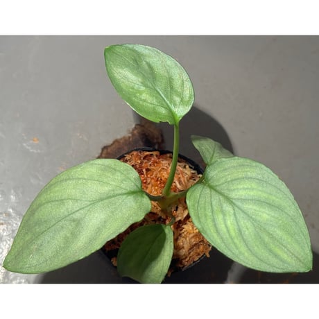 Homalomena sp. "Shirogane" SRP from Pulau Lingga[HW1017-XX]