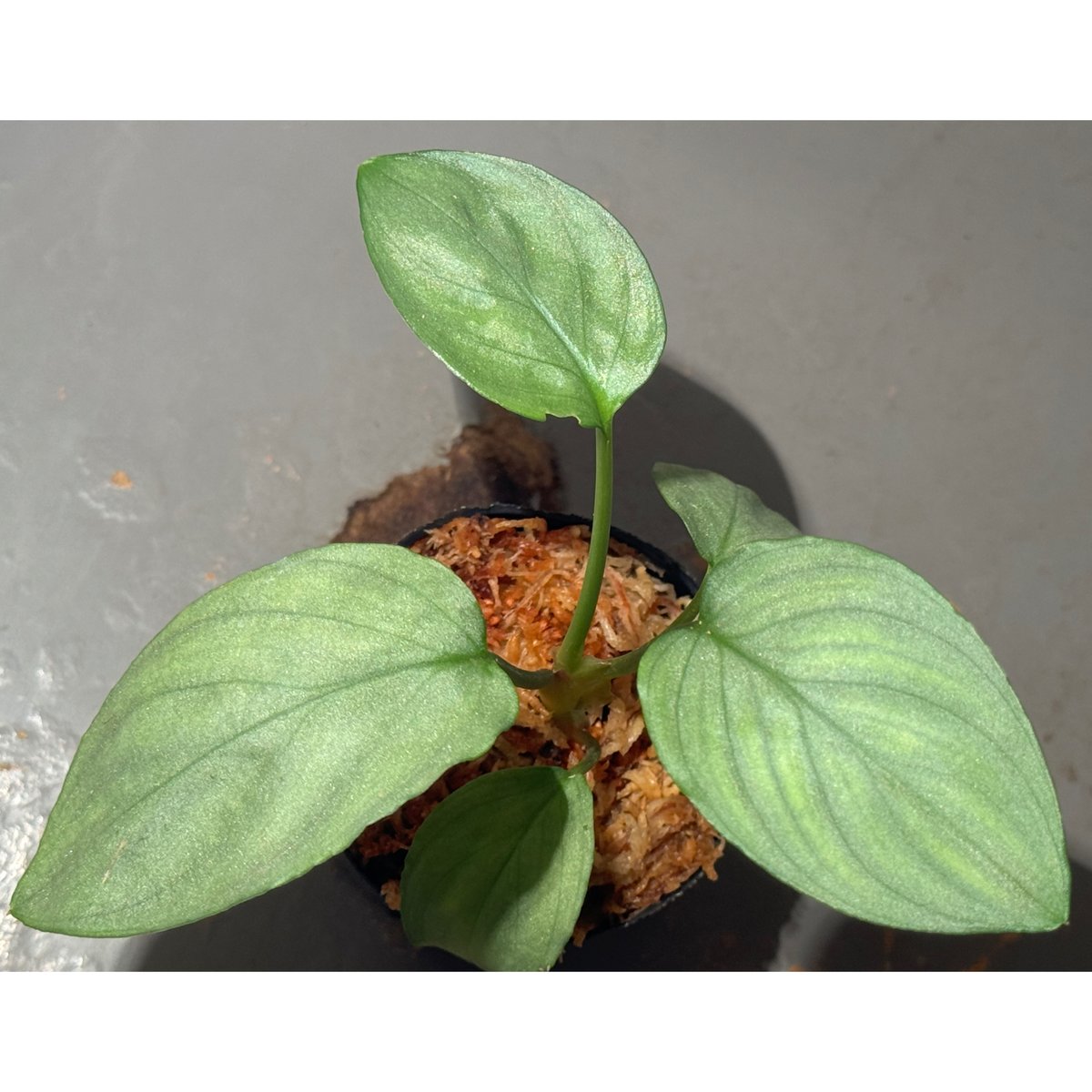 Homalomena sp. “夕霧” T-3810-2 Yahoo!オークション - 6. Homalomena sp. kabpaten landak Kalimantan