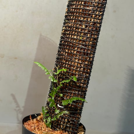 Teratophyllum aculeatum from Nanga pinoh [TB]