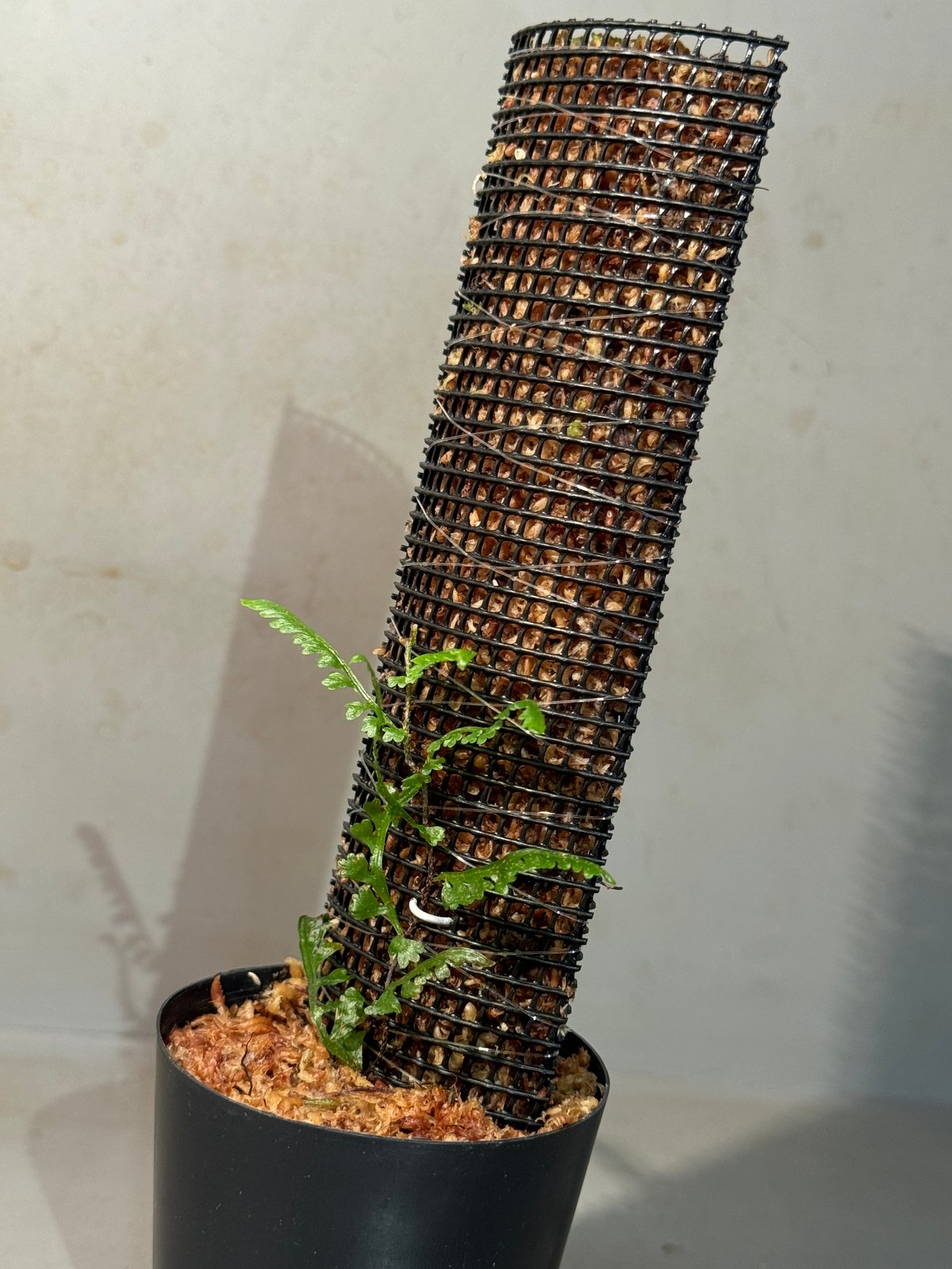 Teratophyllum aculeatum from Nanga pinoh [TB] |