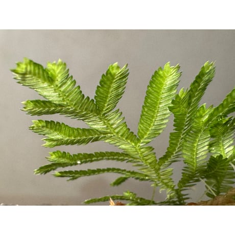 Selaginella biformis [STRINGE PLANTS]