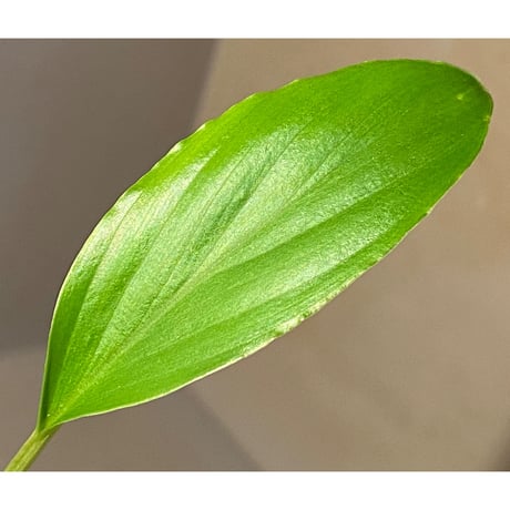 Homalomena sp. Sekadau Selatan ①