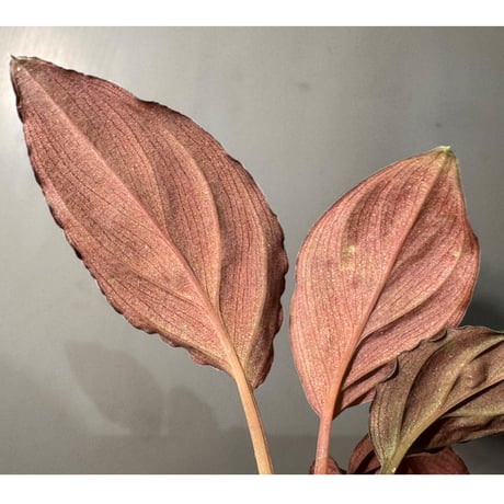 Homalomena sp. "Red leaf" from Kalbar [AZ0823-2] ②