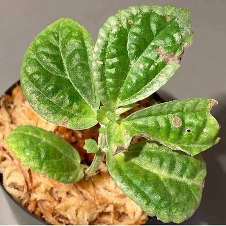 Gesneriaceae sp. from West Kalimantan