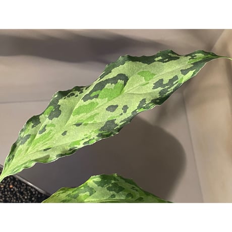 Aglaonema pictum from Sipirok North Sumatera