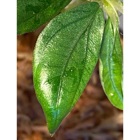 Elatostema sp. from Nopphitam [TK260915]