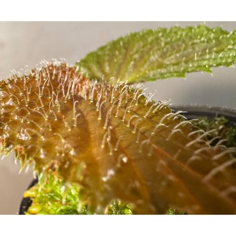 Begonia sp. from Kapuas hulu
