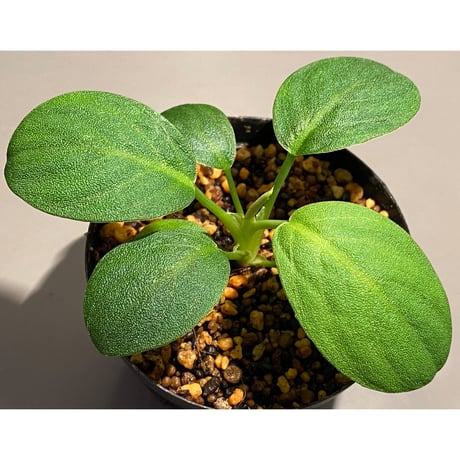 Homalomena sp. 鮫肌C from Aceh Sumatera [LA0816-2]