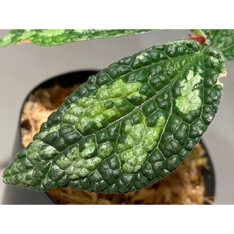 Elatostema sp. (Sri Lanka?)