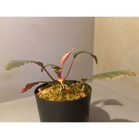 Homalomena sp. Red "Sabah-6" [R0515-03a]