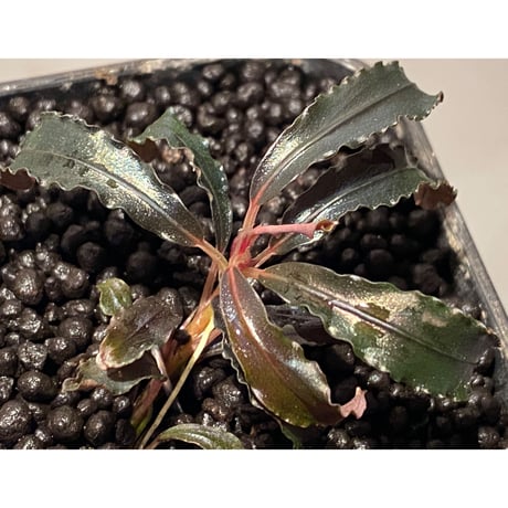 Bucephalandra sp. "Kedagang" [ID便] ①
