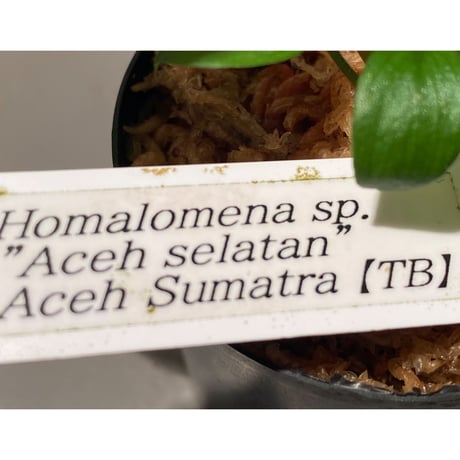 Homalomena sp. "Aceh selatan" Aceh Sumatra [TB]
