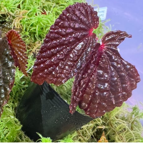 Begonia sp. from North Sumatera