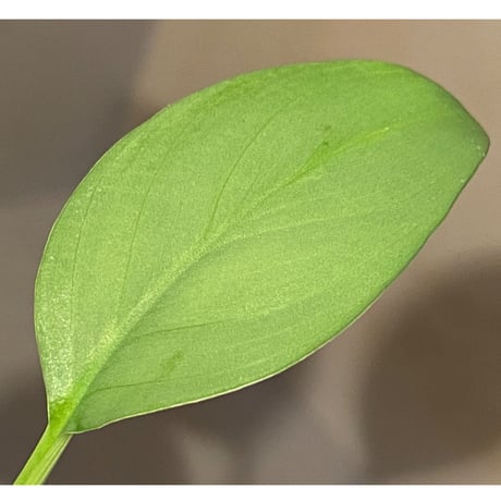 Homalomena sp . from Jerteh [TK090118-2]