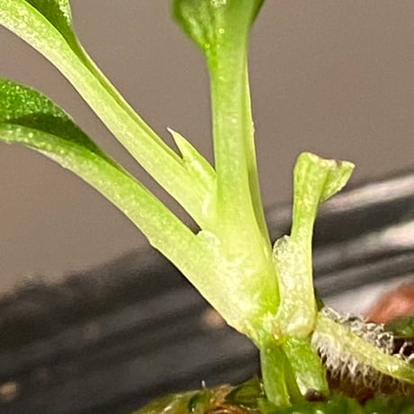 Homalomena sp. from Solok sumatera [LA0315-2]