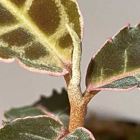 Emblemantha urnulata (Labisia sp.) from Riau sumatera [LA0815-01]