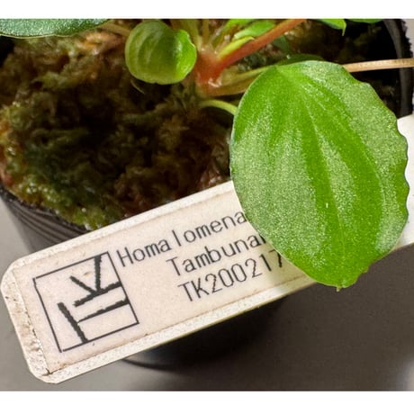 (2芽立ち タグ付き) Homalomena sp. from Tambunan [TK200217]