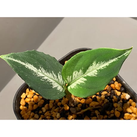 Aglaonema pictum bicolor [TK]
