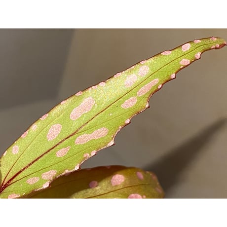 Begonia sp. "Nanga pinoh" Kab. Melawi [TB]