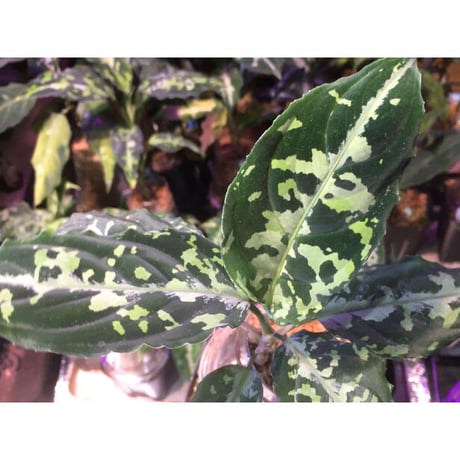 Aglaonema pictum”Knights of The Zodiac”IBU from Sibolga timur [AZ1015-2a]