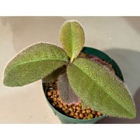 Ardisia mamillata from Southern China