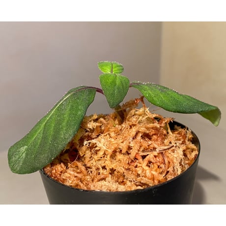Gymnostachyum sp. from Tigalingga [HW0219-02]