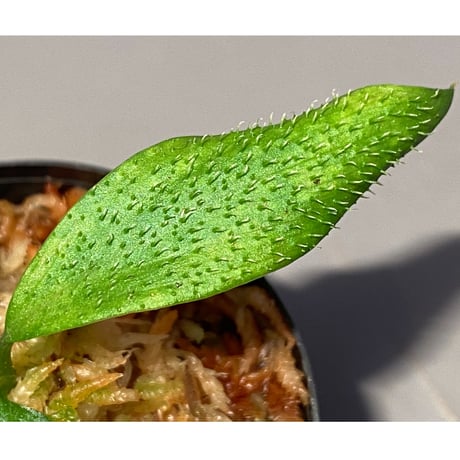 Homalomena hasei "狐尾" from Aceh sumatera [LA0616-04]