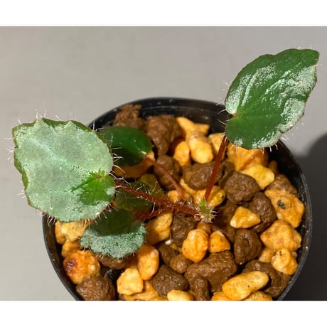 Begonia cf. ferox from Cao Bang [YH040519BK] TK