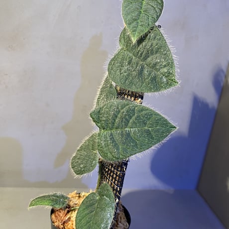 Ficus sp. from Selangor