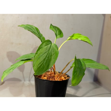 Homalomena sp. "Sunshine Natal Gila2" BNN from Sibolga timur [AZ1217-6]