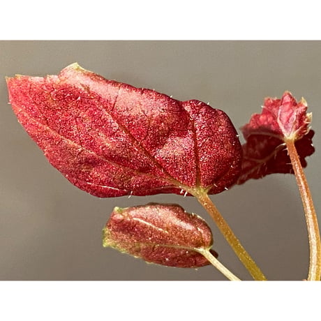 Begonia formosana from Taiwan