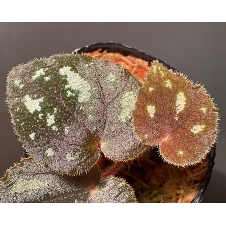 Begonia sp. from Cao Bang [YH050519] TK