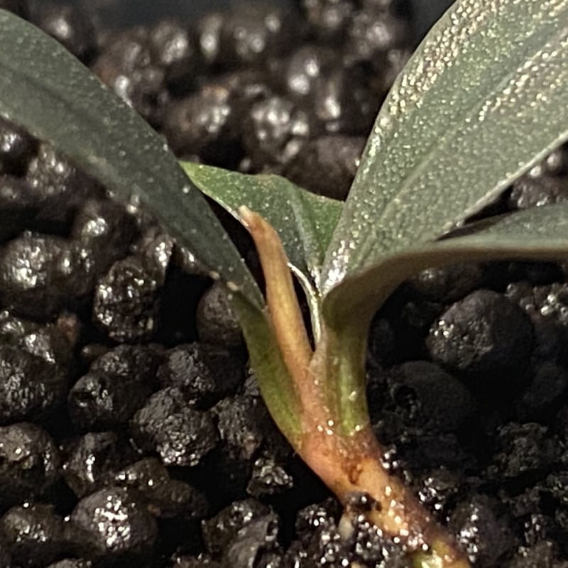 Bucephalandra sp. 