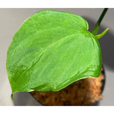 Philodendron fibraecataphyllum