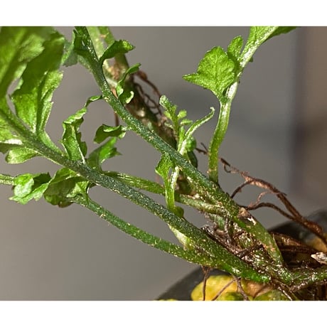 Bolbitis sp. from Siberut [LA]