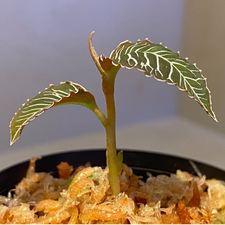 Ardisia sp. from Perlis Malaysia