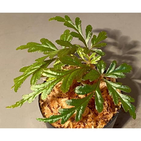 Begonia polilloensis